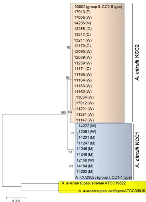 Fig. 1. Maximum likelihood phylogeny of 29 Korean strains of Acidovorax citrulli with two foreign strains; 