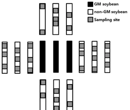 Fig. 3. The example of sampling point for gene flow. Gray squares indicate the soybeans from  which fruits were collected for screening hybrids.
