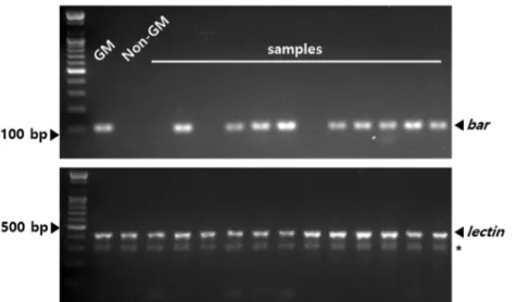 Fig. 4. Part of hybrid detection by PCR analysis. bar gene was used to detect hybrid and lectin  gene used as control gene