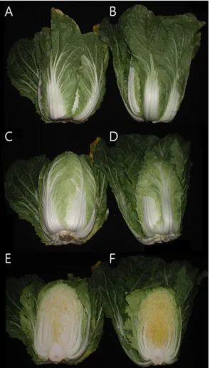 Fig. 1. Appearance of ‘Chungwang’ kimchi cabbage as affected by cultivation methods under plastic house  and open field culture