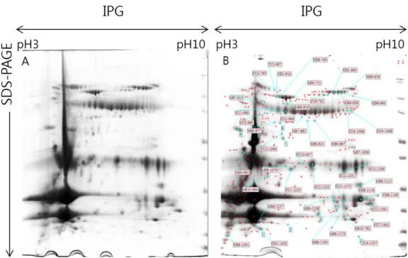 Fig. 1. 2-dimensional polyacrylamide gel electrophoresis (2-D PAGE) gel pattern of bovine whey proteins  in early milk obtained soon after parturition