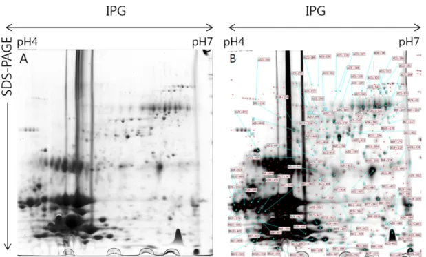 Table 1. Identification of bovine whey proteins selected from the pH 3.0 - 10.0 range.