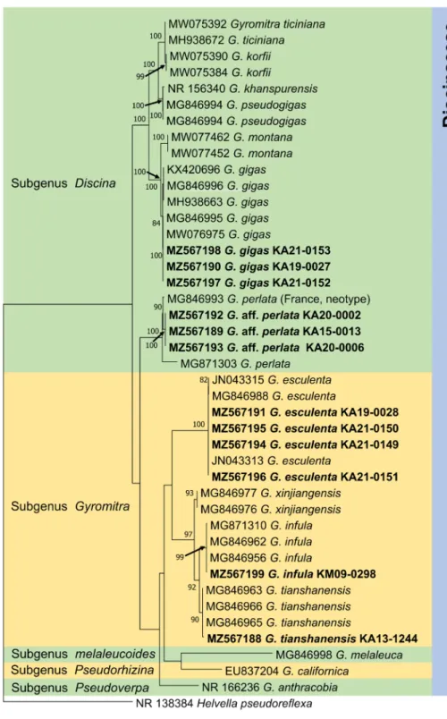 Fig. 1. Phylogenetic tree resulting from the RAxML analysis of ITS regions of the  genus Gyromitra