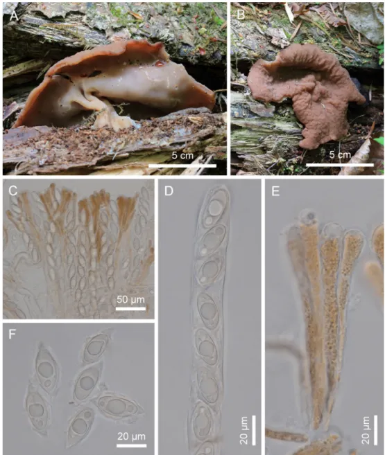Fig. 4. Macro- and micro-scopic characteristics of Gyromitra aff. perlata (KA15-0013)