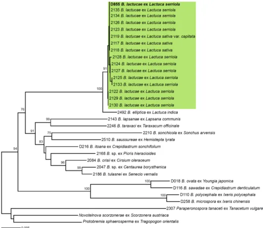 Fig. 2. Minimum evolution tree based on a concatenated alignment of the internal transcribed  spacer 1, large subunit of ribosomal rDNA, and cox2 mtDNA sequences