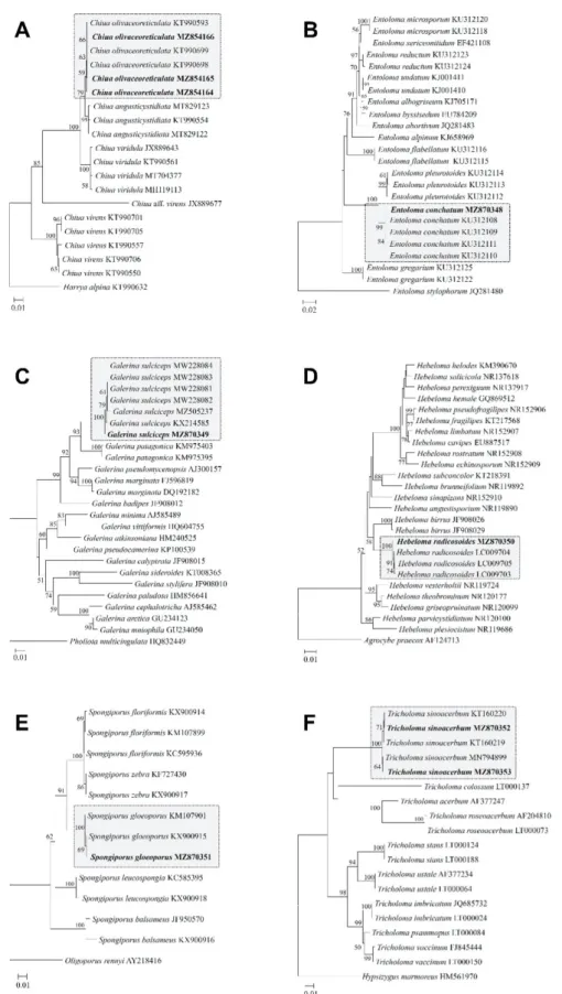 Fig. 2. Neighbor-joining tree of 6 unrecorded species constructed using (A) LSU rDNA and (B-F) internal transcribed spacer sequences