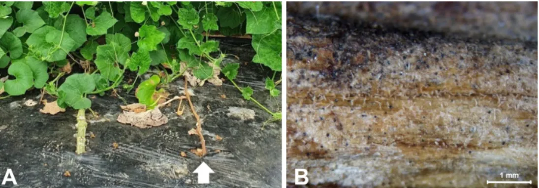 Fig. 1. Symptoms of stem blight (arrow) were observed in bottle gourd plants in the plastic house in  Wanju, Korea