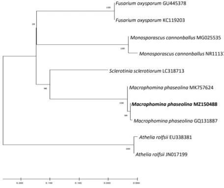 Fig. 3. Phylogenetic analysis of sequence of internal transcribed spacer ribosomal DNA (rDNA) region  of isolated fungus and that of other related fungi retrieved from GenBank
