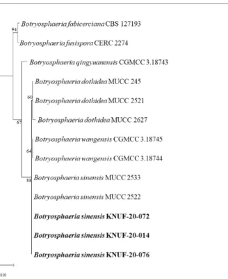 Fig. 2. Maximum-likelihood phylogenetic tree, based on internal transcribed spacer (ITS)  regions, translation elongation factor-1 (tef1), beta-tubulin (tub2), and RNA polymerase  II (rpb2) gene sequences, showing the phylogenetic position of strains KNUF-