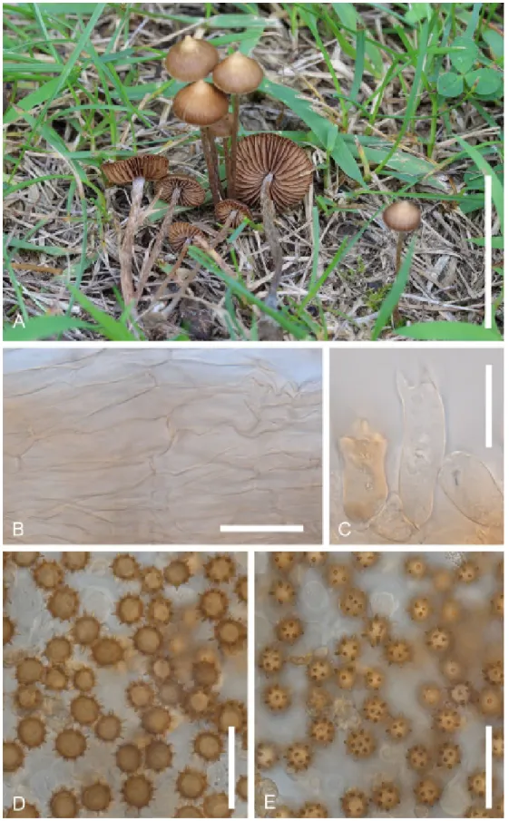 Fig. 6. A: Inocybe stellata KA18-0494. B: Cap cuticle hyphae. C: Basidium. D-E: Basidiospores