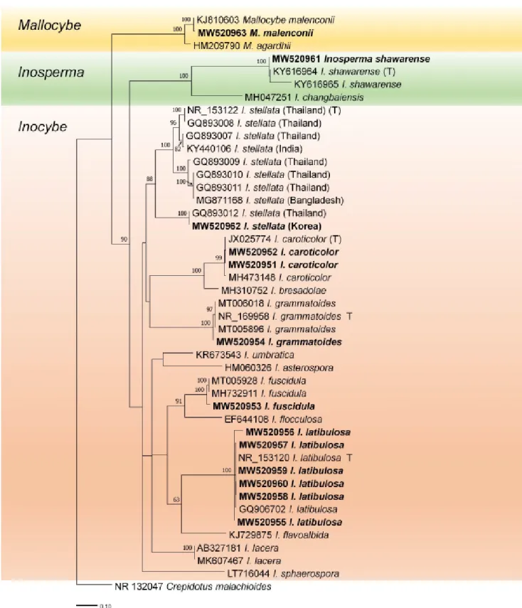 Fig. 1. Randomized Axelerated Maximum Likelihood (RaxML) tree of the Inocybaceae family using internal transcribed spacer (ITS)  regions of rDNA sequences
