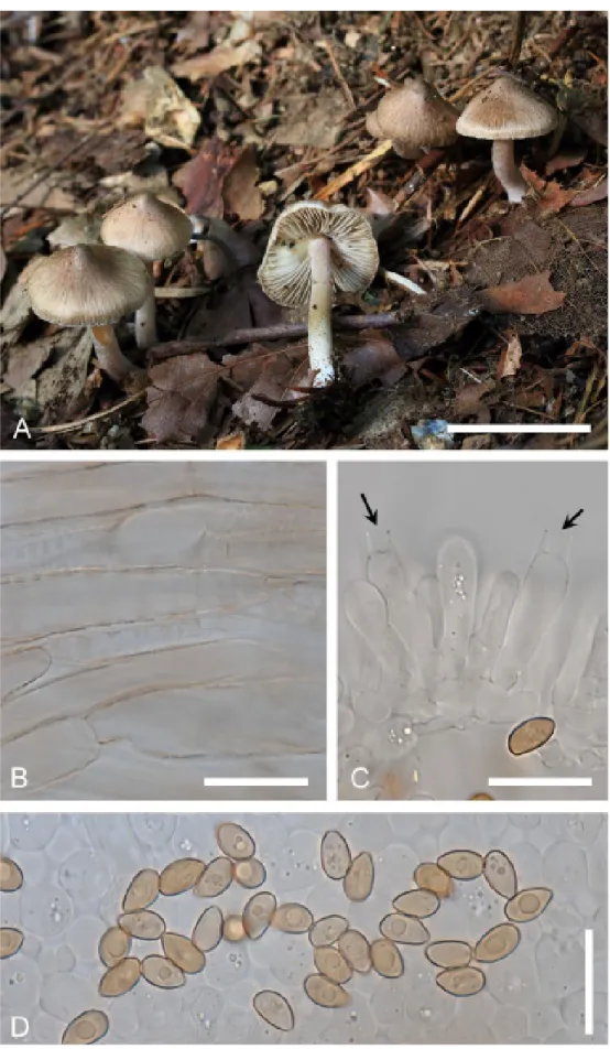 Fig. 3. A: Inocybe fuscidula KA14-1420. B: Cap cuticle hyphae. C: Basidia, black arrows are indicated  basidia