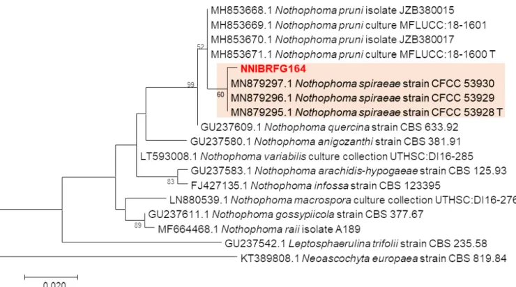 Fig. 1. Phylogenetic tree of Nothophoma spiraeae NNIBRFG164 and related species, based on maximum-likelihood analysis  of the beta tubulin gene sequences