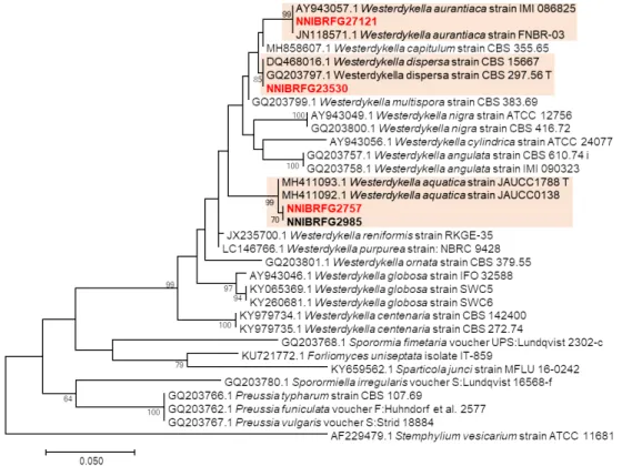Fig. 2. Phylogenetic tree of Westerdykella species, based on maximum-likelihood analysis of the internal transcribed region  sequences