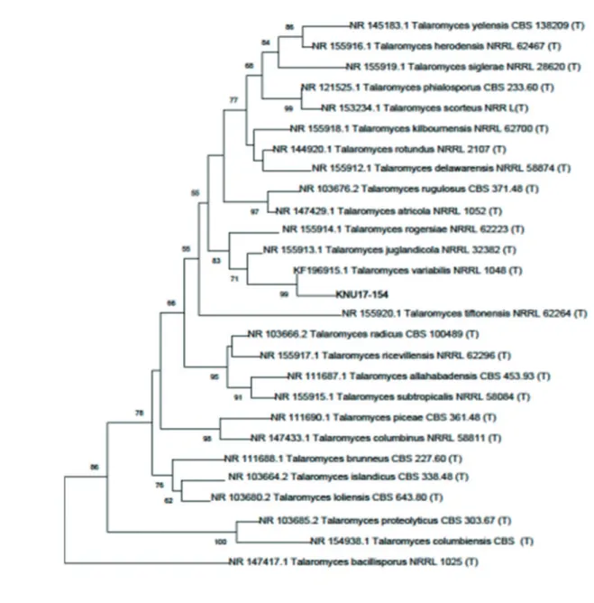 Fig. 2. Neighbor joining phylogenetic analysis of Talaromyces variabilis KNU17-154 and using the partial 18S-ITS1-5.8S-ITS2-28S rDNA  region sequence obtained from field soil in Korea
