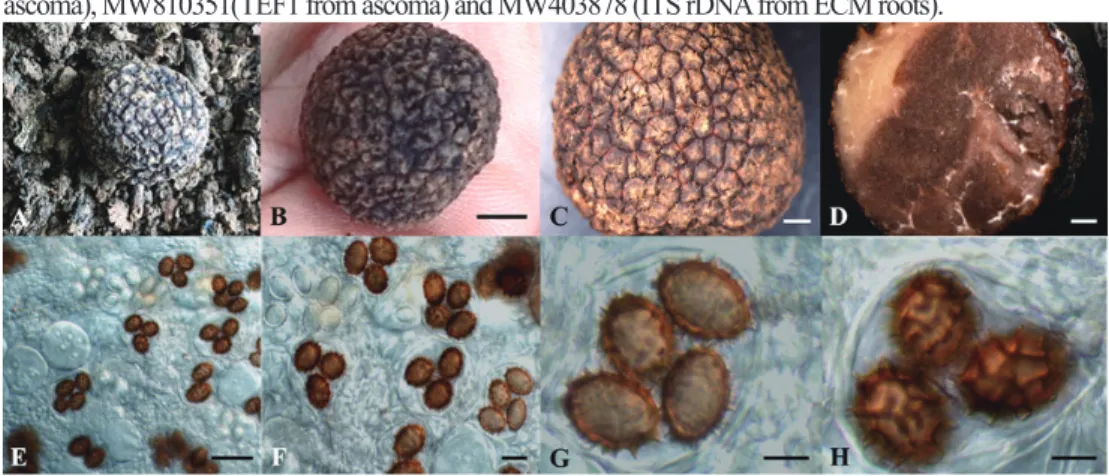 Table 1. Morphological characteristics of Tuber himalayense ascoma from Danyang, Korea.