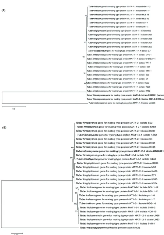 Fig. 3. Neighbor-joining phylogenetic tree of T. himalayense based on the alignment of MAT 1-1-1 (A)  and MAT 1-2-1 (B) sequences