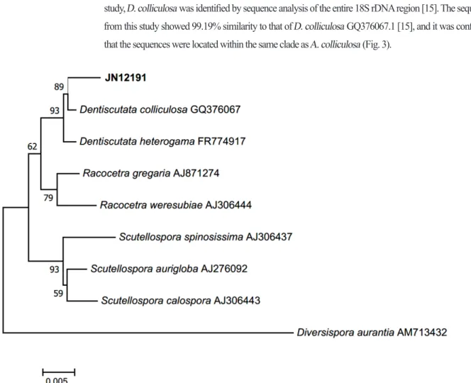 Fig. 3. Neighbor-joining phylogenetic tree based on a 18S rDNA entire sequence. Diversispora aurantia was used as an outgroup