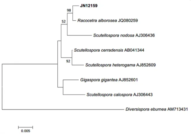 Fig. 4. Neighbor-joining phylogenetic tree based on a 18S rDNA entire sequence. Diversispora eburnea was used as an outgroup