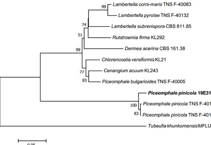 Fig. 6. Neighbor-joining phylogenetic tree based on a concatenated alignment of small subunit of rDNA (SSU), internal transcribed 