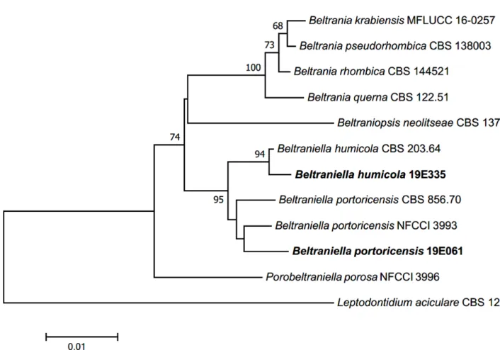 Fig. 4. Neighbor-joining phylogenetic tree based on a concatenated alignment of internal transcribed spacer (ITS) and large subunit (LSU)  sequences