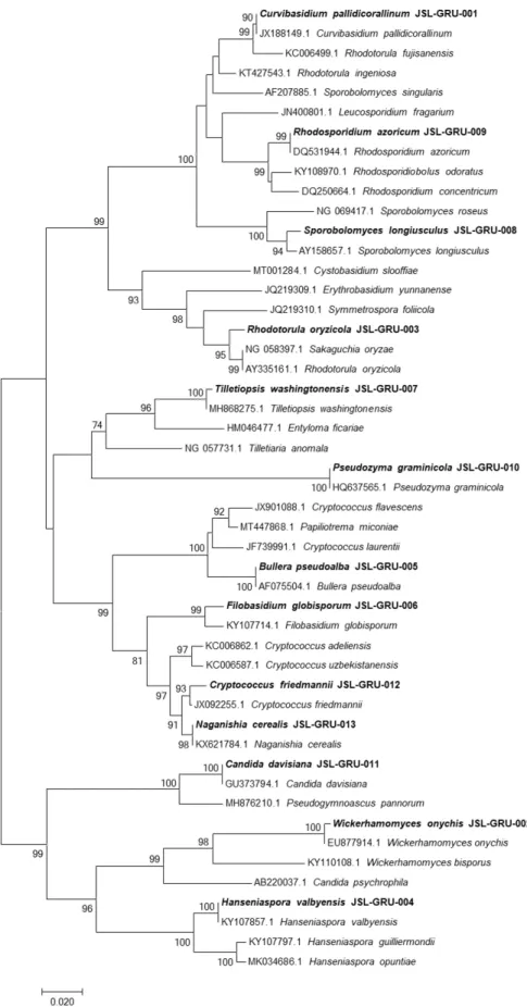 Fig. 1. Phylogenetic tree of the unrecorded yeasts isolated from soils of spices plants fields and Mt