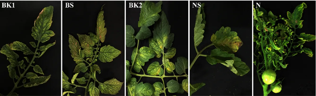 Fig. 1. Typical symptoms of tomatoes infected by TYLCV, ToCV, ToMV and TSWV (BK1, BS, BK2, NS, N); TYLCV, Tomato  yellow leaf curl virus; ToCV, Tomato chlorosis virus; ToMV, Tomato mosaic virus; TSWV, Tomato spotted wilt virus; BK1,  Tomato yellow leaf cur