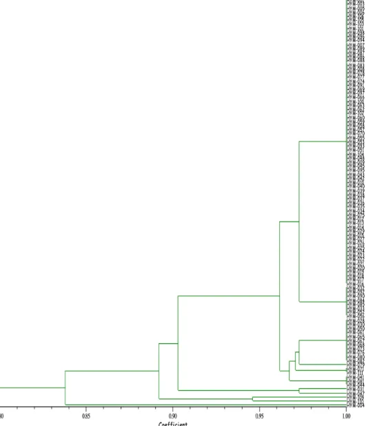 Fig. 1. Dendrogram of Hypsizygus marmoreus strains and related species based on band similarity