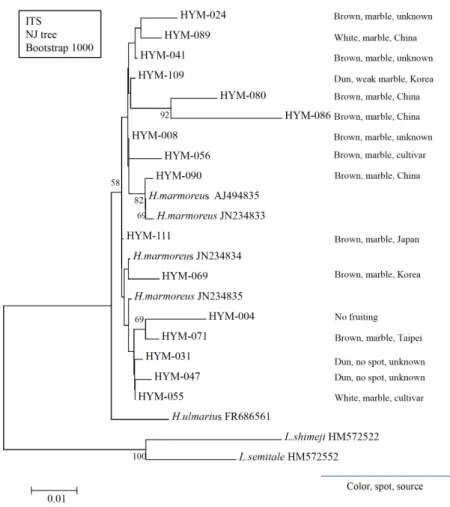 Fig. 3. Phylogenetic analysis of  Hypsizygus marmoreus strains and related isolates based on ITS1/28S  rDNA sequences using neighbor-joining method with Kimura 2-parameter model.