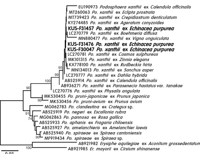 Fig. 3. Phylogenetic tree based on neighbor-joining method comparing internal transcribed spacer (ITS) and the 28S large subunit (LSU)  sequences of Podosphaera xanthii on Echinacea purpurea isolates and some reference isolates retrieved from GenBank