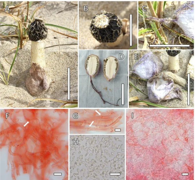 Fig. 1. Morphological characters of Phallus hadriani. A-C: KA19-1233. D, E: KA19-1234