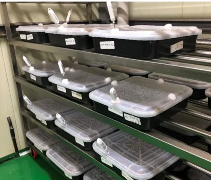Fig. 1.  Various filter treatments in boxes to produce fruiting body of Lentinula edodes.