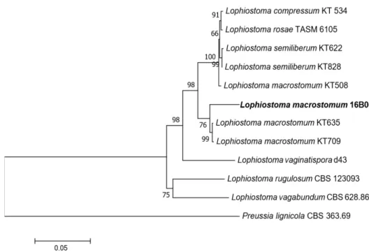 Fig. 2. Neighbor-joining phylogenetic tree based on a concatenated alignment of small subunit  (SSU), internal transcribed spacer (ITS) and large subunit (LSU) rDNA sequences