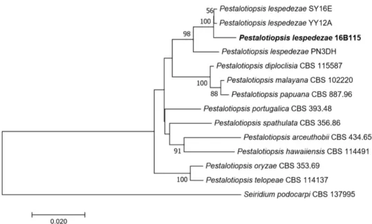 Fig. 3. Neighbor-joining phylogenetic tree based on a concatenated alignment of internal  transcribed spacer (ITS) and beta-tubulin (TUB) sequences