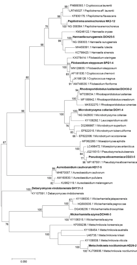 Fig. 1. Phylogenetic tree of the unrecorded yeasts isolated from soils of spices plants fields  and Mt