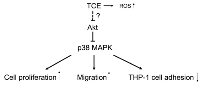 Fig. 6.  Working model for vascular functions triggered by Trametes cubensis extract (TCE)