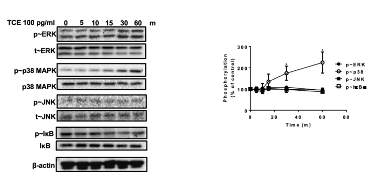 Fig. 3.  Trametes cubensis extract (TCE) activates p38 mitogen-activated protein kinase (MAPK)