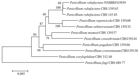 Fig. 1.  Neighbor-joining phylogenetic tree based on ITS, beta-tubulin and calmodulin gene showing  the position of P