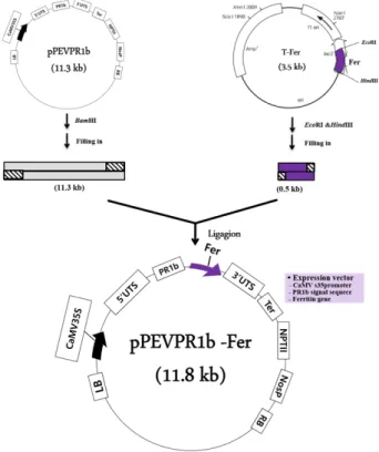 Fig. 1.  Construction strategy of the recombinant vector, pPEVPR1b-Fer harboring ferritin gene.