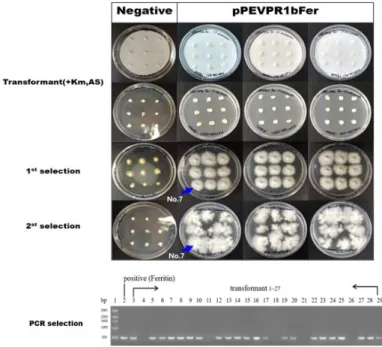 Fig. 2.  Selection of right transformants on PDA medium with kanamycin and cefotoxim after co- co-cultivation