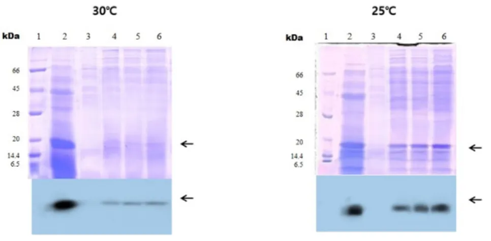 Fig. 3.  Expression patterns of the ferritin from  Pleurotus eryngii harboring pPEVPR1b-Fer vector