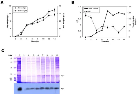 Fig. 5. Time profile of mycelial production and expression patterns of ferritin from transgenic Pleurotus eryngii  mycelia at 25℃ in 20 L fermenter