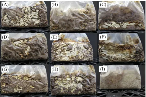 Fig. 2.  Sawdust media of Lentinula edodes during incubation at 22℃ for 120 days. A, wheat bran(I); B,  wheat bran(II); C, beet pulp meal; D, cotton seed hull; E, corn grain; F, corn meal; G, kapok meal; H,  mixed medium(wheat bran 34%, corn germ meal 28%,