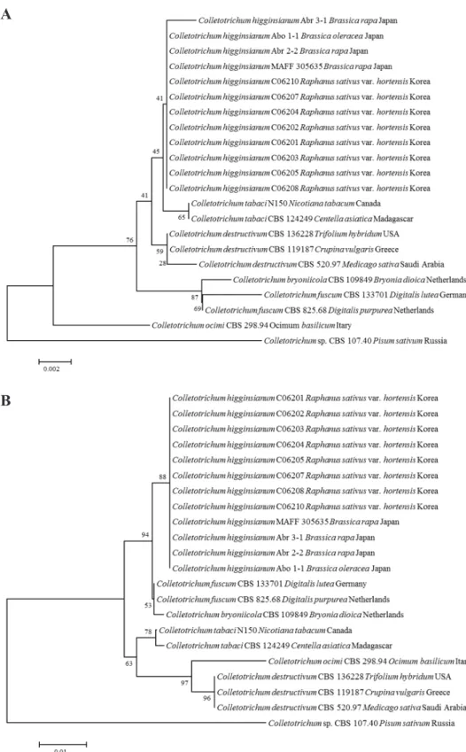 Fig. 4. Phylogenetic tree based on the internal transcribed spacers and intervening 5.8S  nrDNA; A, partial beta-tubulin; B, partial actin; C, partial chitin synthase-1; D, genes  sequence data for Colletotrichum higginsianum isolated from infected radish 