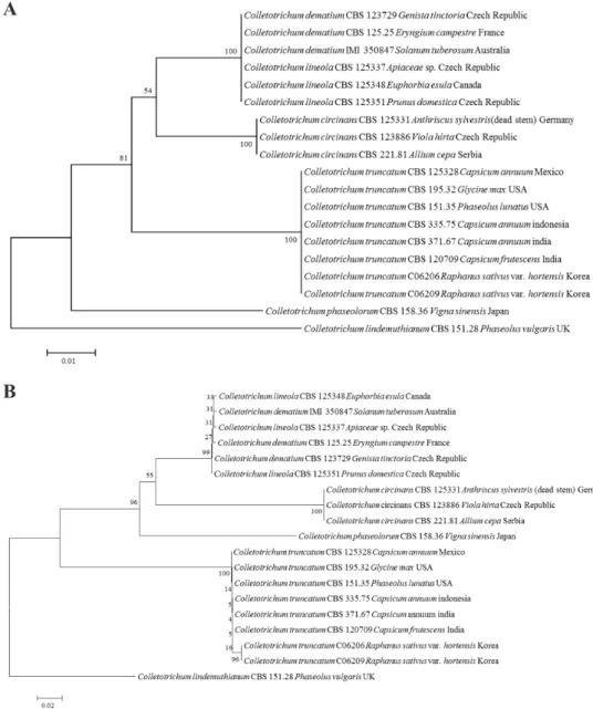 Fig. 5. Phylogenetic tree based on the internal transcribed spacers and intervening 5.8S  nrDNA; A, partial beta-tubulin; B, partial actin; C, partial chitin synthase-1; D genes  sequence data for Colletotrichum truncatum isolated from infected radish leav