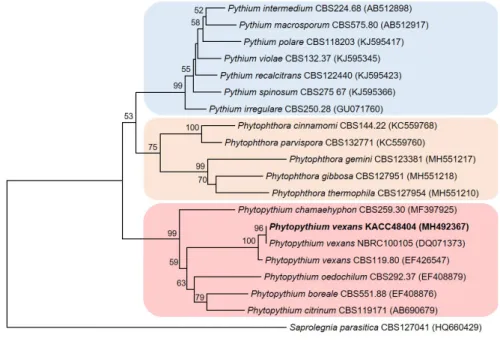 Fig. 2.  Neighbor-joining tree based on the sequences of cytochrome oxidase subunit II mtDNA, showing a  phylogenetic affinity of the Korean isolate (in boldface) with other Phytopythium species