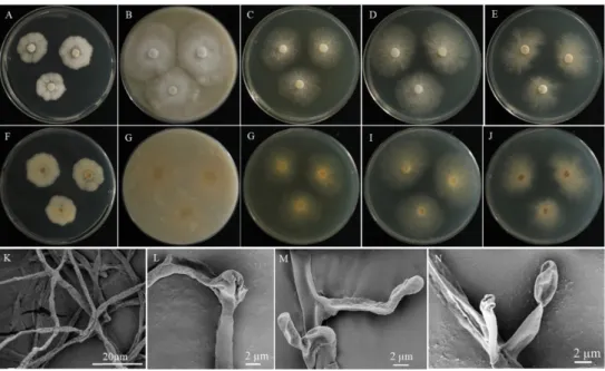 Table 2. Morphological comparison of the present study isolate KNU17-1 with previously reported  Deconica coprophila isolate
