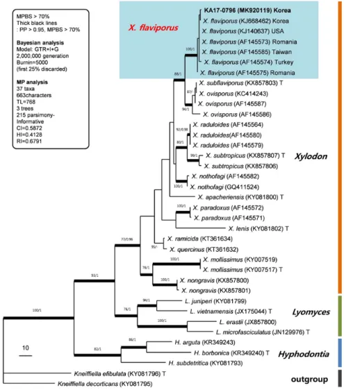 Fig. 1. One of nine most parsimonious trees from a heuristic analysis of ITS sequences