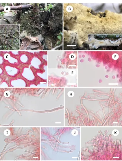 Fig. 2. Morphological characters of Xylodon flaviporus (KA17-0796) and its host plant (Fallopia  sachalinensis)