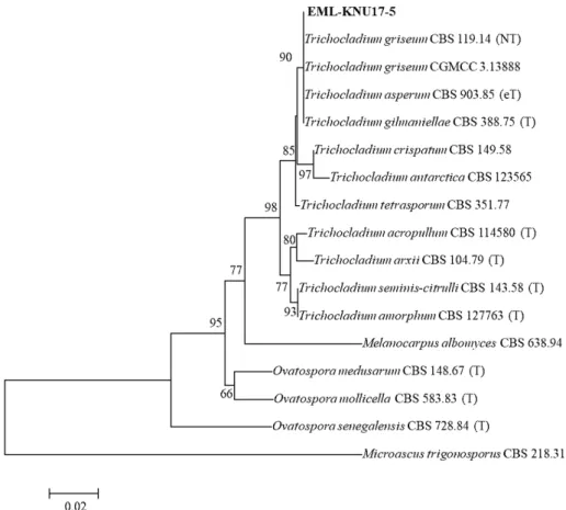 Fig. 1. Phylogenetic tree based on neighbor-joining analysis of the internal transcribed rDNA sequence  obtained from EML-KNU17-5